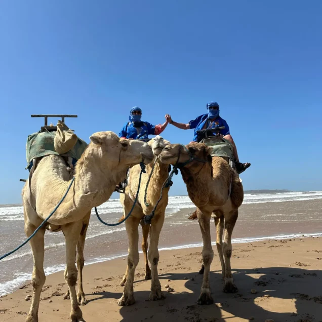 Taghazout Camel Ride Adventures