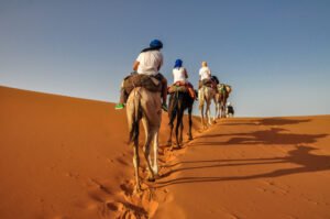 Small Desert Camel