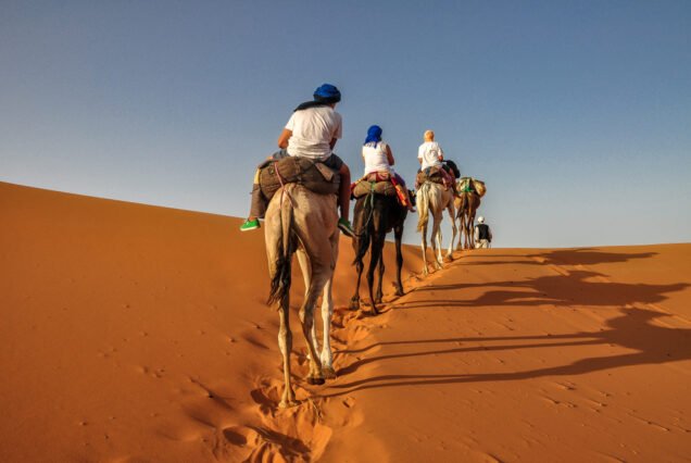 Small Desert Camel